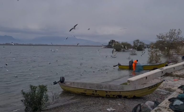 Shqipëria pjesë e Censusit Ndërkombëtar të Shpendëve Ujor Dimërues