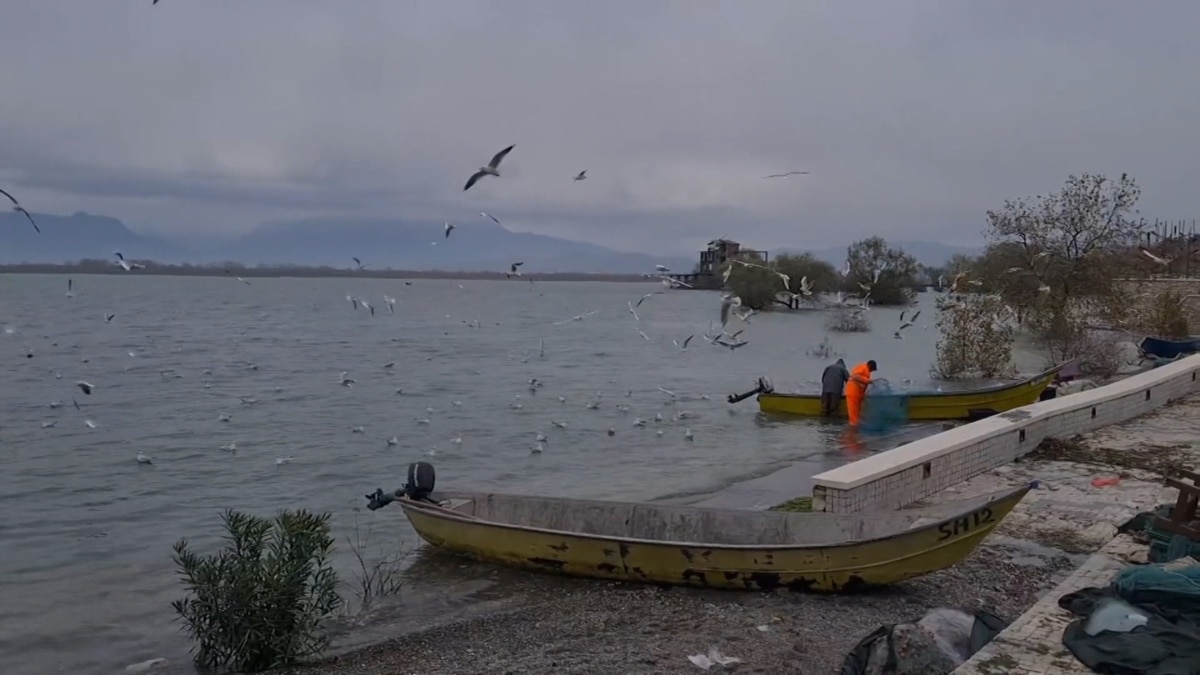 Shqipëria pjesë e Censusit Ndërkombëtar të Shpendëve Ujor Dimërues