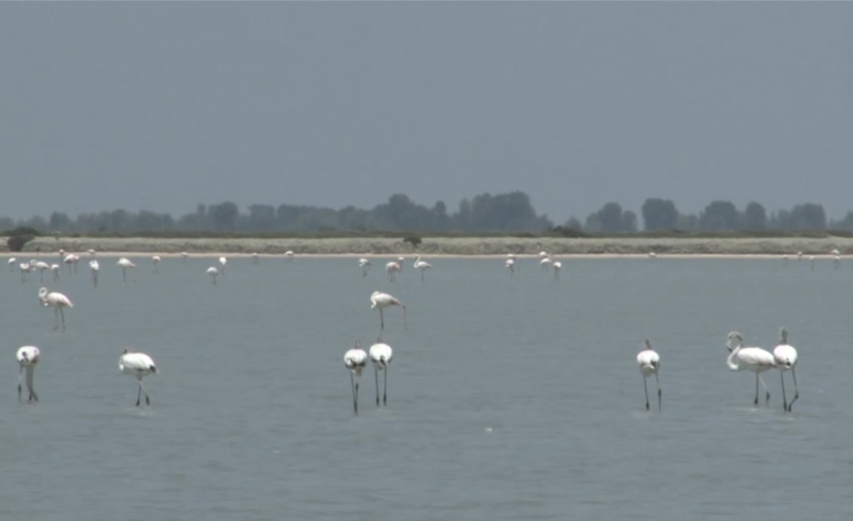 Ndryshimet klimatike dhe cënimi zonave të mbrojtura ulin numrin e shpendëve të ujit në Shqipëri