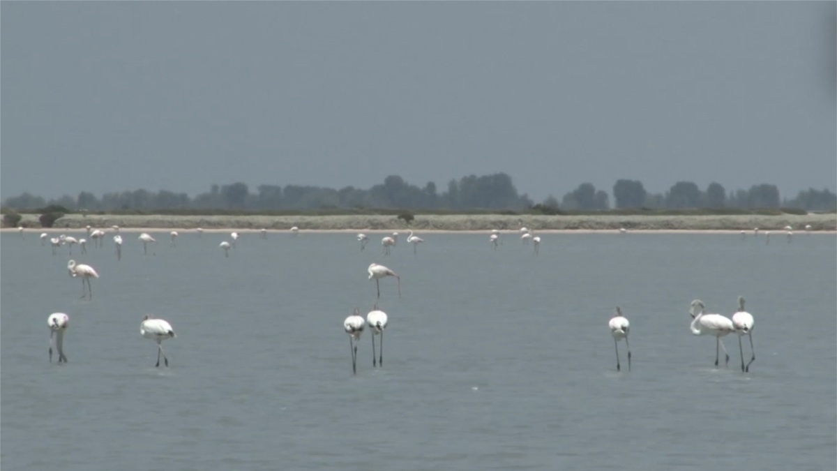 Ndryshimet klimatike dhe cënimi zonave të mbrojtura ulin numrin e shpendëve të ujit në Shqipëri