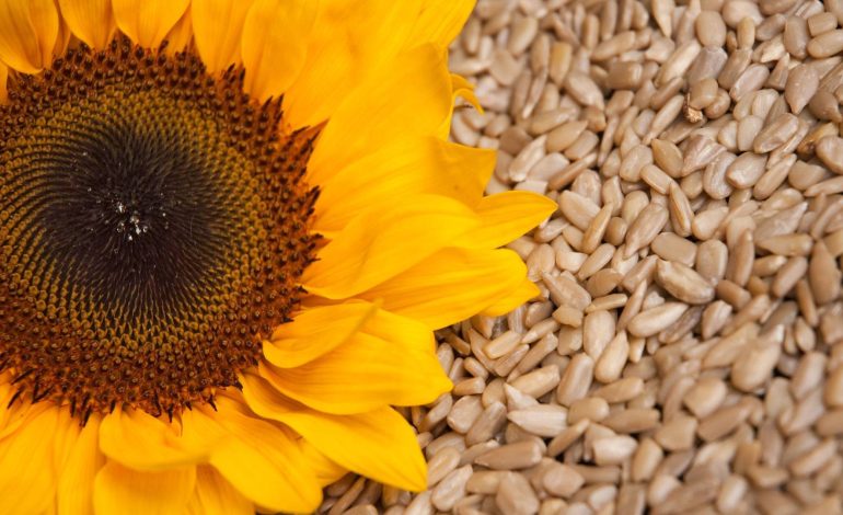 Farat e LuleDiellit për Shëndetin e Zemrës dhe Kockave