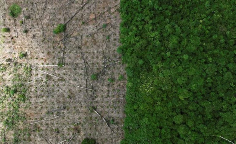 Pyjet tropikale të Amazonës: Shkalla e shpyllëzimit ulet me 50% në vitin 2023