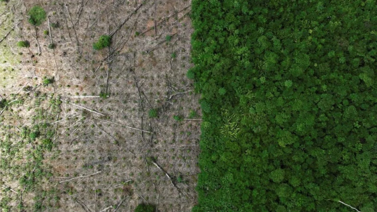 Pyjet tropikale të Amazonës: Shkalla e shpyllëzimit ulet me 50% në vitin 2023