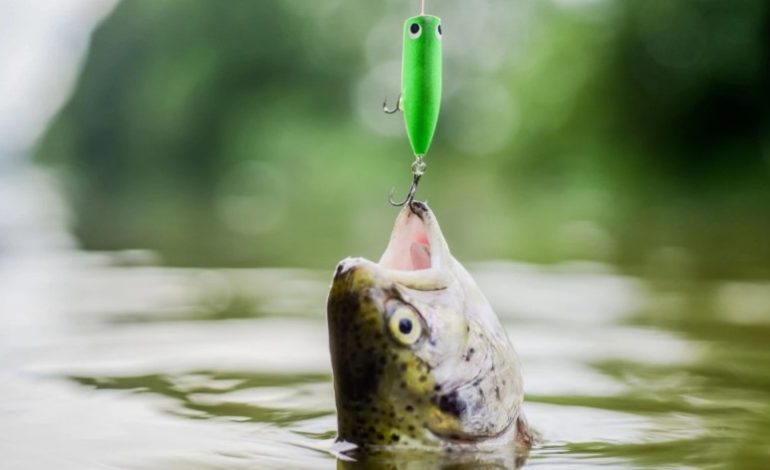Dy shenjat e horoskopit që mund të bien viktimë e mashtrimit ditën e sotme