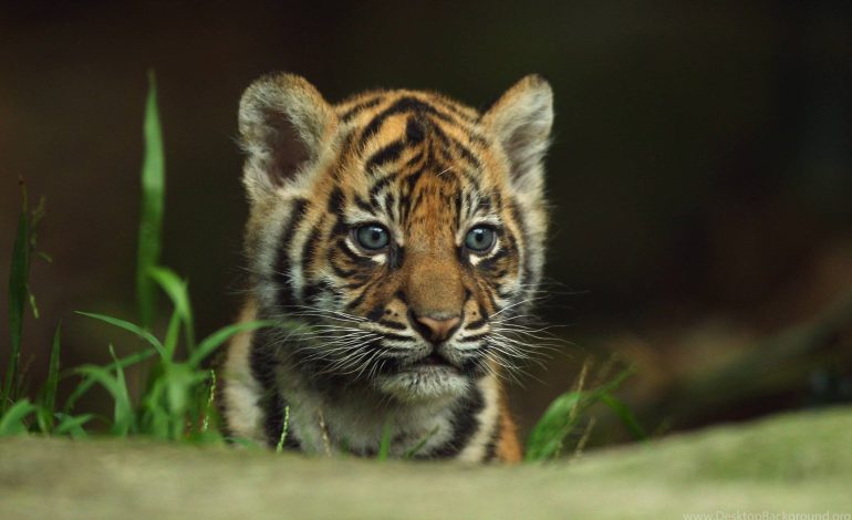 Krim! Tigrat e vegjël përdoren si kafshë shtëpiake në Shqipëri