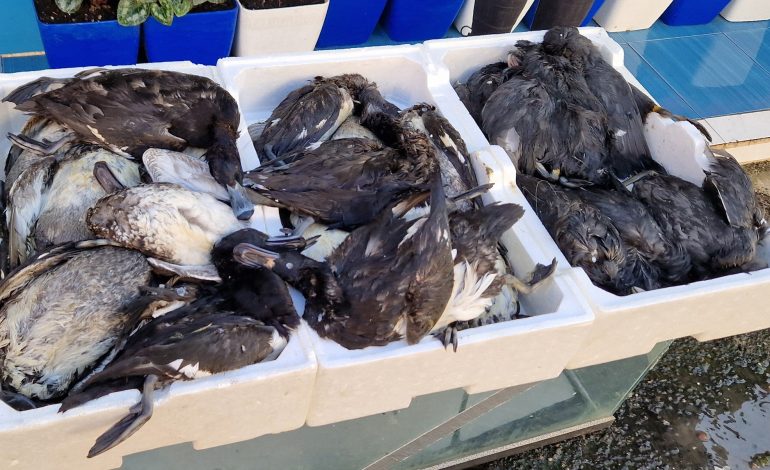 Autoritetet bëjnë një sy qorr ndaj tregtisë së paligjshme me shpendë të egër