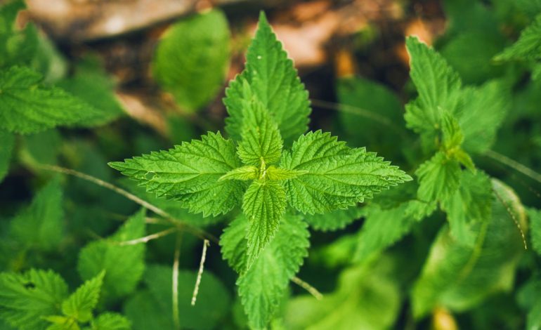 Vlerat e Lëngut të Hithrës për Zemrën dhe Organizmin