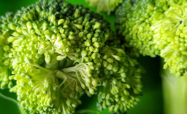 Vitamina që i Duhet Trupit për një Sistem Imunitar të Shëndetshëm