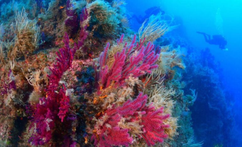 Temperatura e oqeanit, rekord të ri për vitin 2023! Mesdheu në vlerën më të lartë termike, mund të ndryshojë trendi meteorologjik global