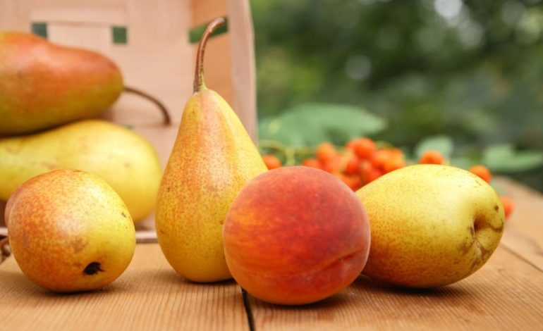 Mëngjeset për Shëndetin e Veshkave – Kujdesi që ju Duhet