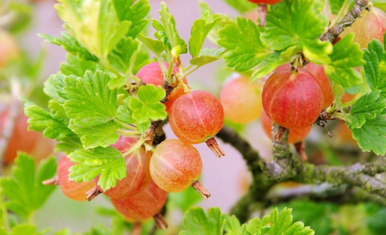 Çaji i Rrushit të Serezit – 7 Përfitimet Shëndetësore që Duhet të Dini