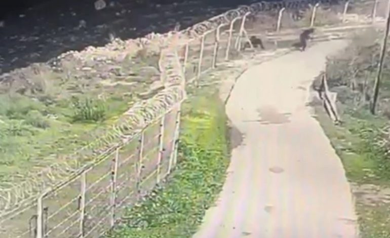 Me sëpata dhe thika, tre palestinezë të vrarë ushtria izraelite! Nisën një sulm në një vendbanim hebre në Bregun Perëndimor