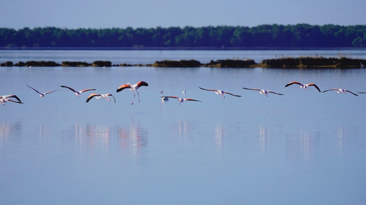 Organizatat mjedisore lajmërojnë protesta për të kundërshtuar ligjin e “Zonave të Mbrojtura”