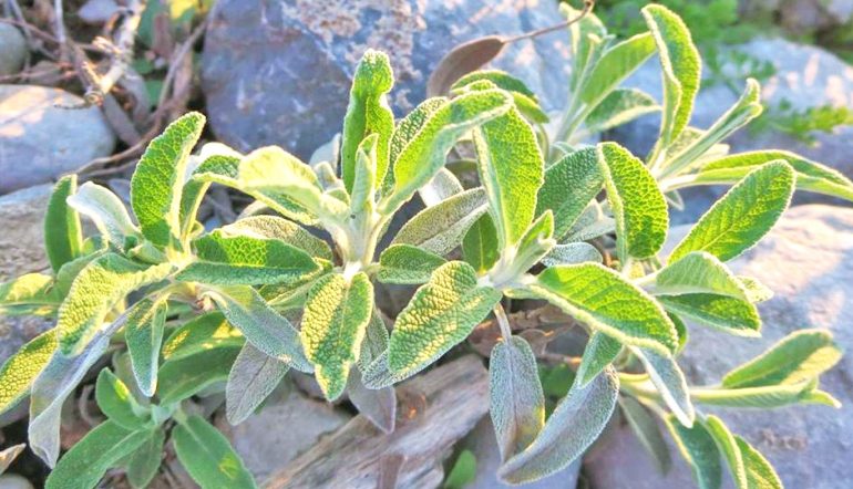 Djerësitja e Tepërt e Dimrit – Shkaqet dhe Pasojat në Organizëm