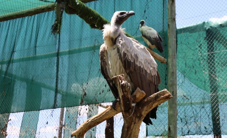 Shqiponjat në prag të zhdukjes, studiuesit: Pa to kafshët e ngordhura do të përhapin baktere, rrezikohet shpërthimi sëmundjeve
