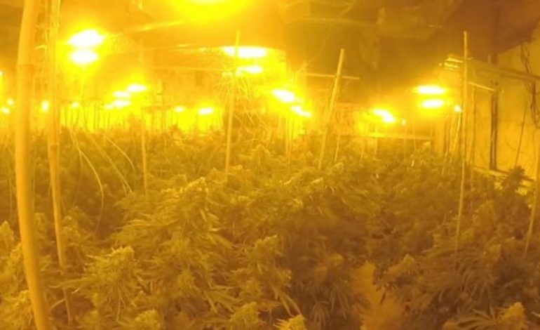 Burg për shqiptarin në Angli! Ktheu zyrat e punës në shtëpi kanabisi, kolegët konstatuan…