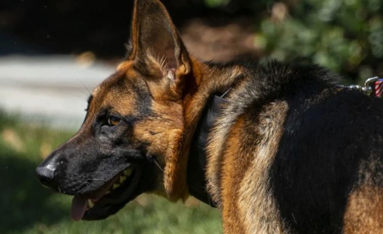 Publikohen dokumentet/ Qeni i Biden, kafshoi personelin e Shërbimit Sekret në të paktën 24 incidente