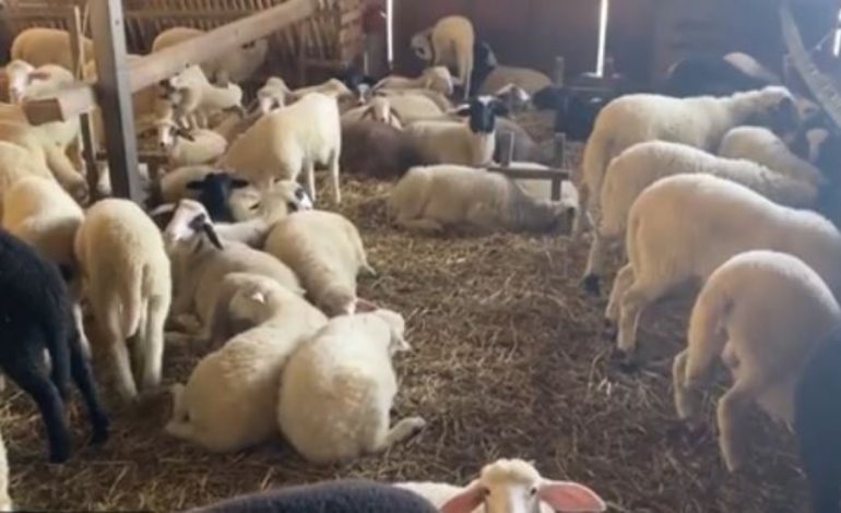 Kostot e larta në blegtori! Blegtorët e Myzeqesë: Çmimi i ulët i qumështit po e çon sektorin drejt zhdukjes