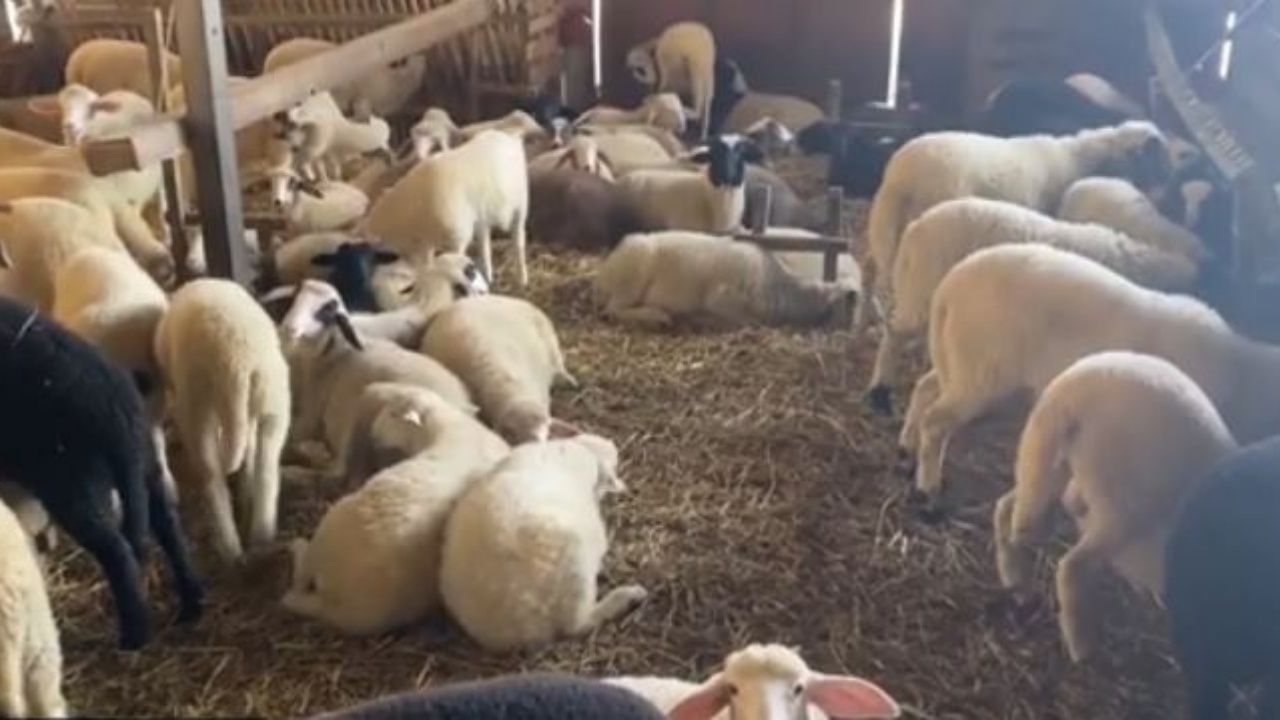 Kostot e larta në blegtori! Blegtorët e Myzeqesë: Çmimi i ulët i qumështit po e çon sektorin drejt zhdukjes