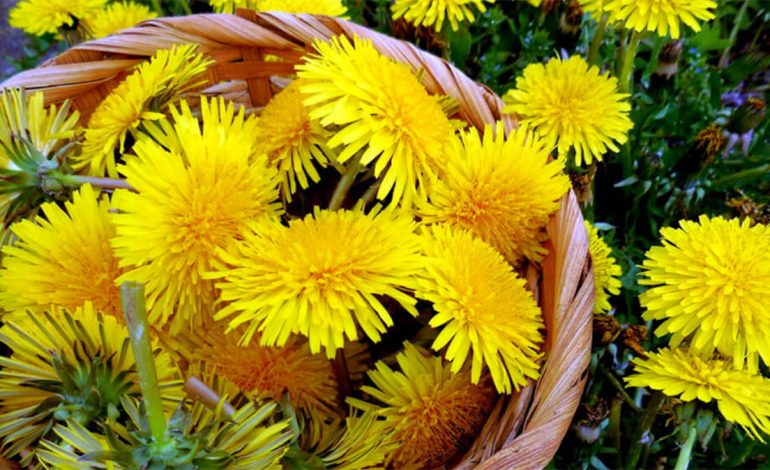 Çfarë Ndodh Në Organizëm Nëse Pini Çajin E Lulerradhiqes Çdo Ditë