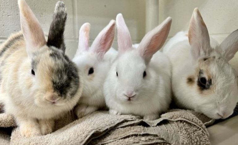 Fakte interesante për lepujt