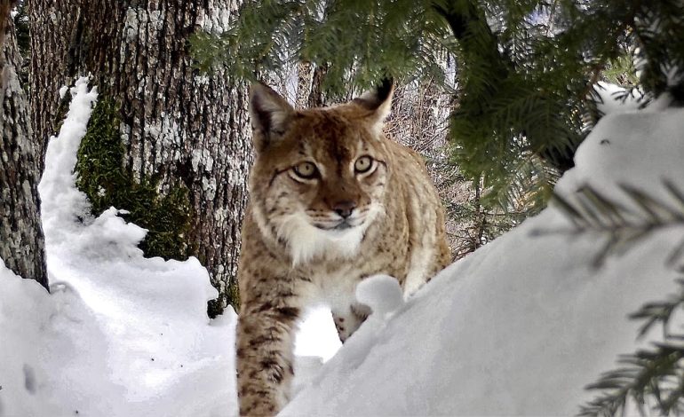 Shqipëria mbështet përfshirjen e rrëqebullit të Ballkanit në listën e specieve migratore