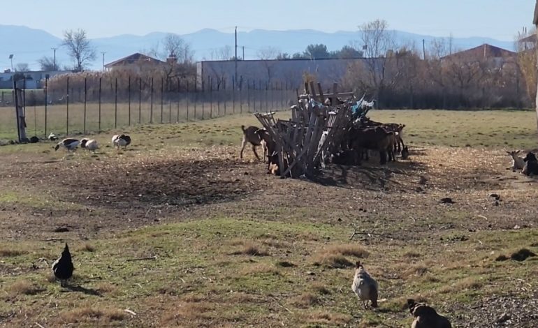 Rreziku nga kafshët e egra, shkak moratoriumi i gjuetisë dhe zjarret