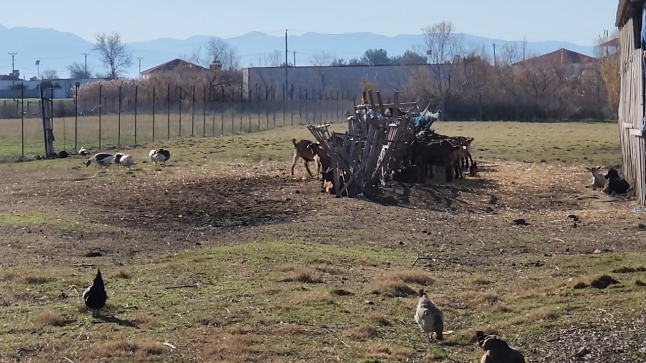 Rreziku nga kafshët e egra, shkak moratoriumi i gjuetisë dhe zjarret