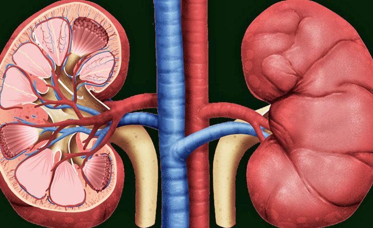 8 Ushqimet që Dëmtojnë Veshkat dhe që Duhet t’i Shmangni