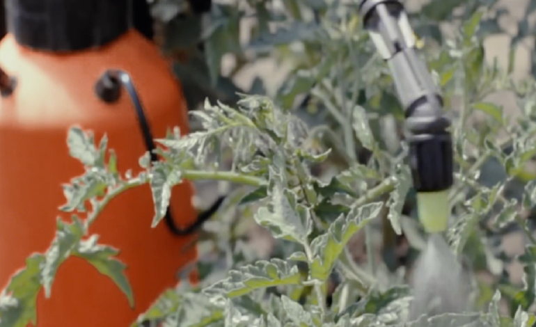 Rreziku nga pesticidet! Investigimi në “Inside Story” për kimikatet e ndaluara