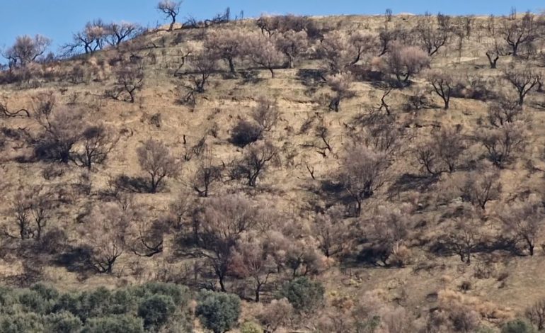 Zjarri përfshin kodrat e fshatit Kërkovë në Vlorë/ Digjen sipërfaqe me ullinj