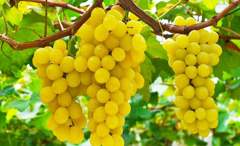 Pas Moshës 40 – Pse Është më e Vështirë Rënia në Peshë dhe Çfarë Duhet të Bëni