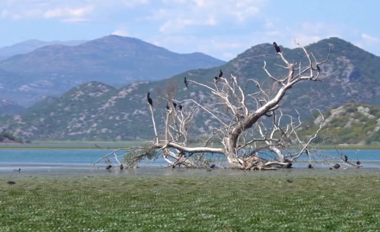 Shkodra ka më pak shpendë/ Ndërtimet, klima dhe gjuetia e paligjshme po i shfaros