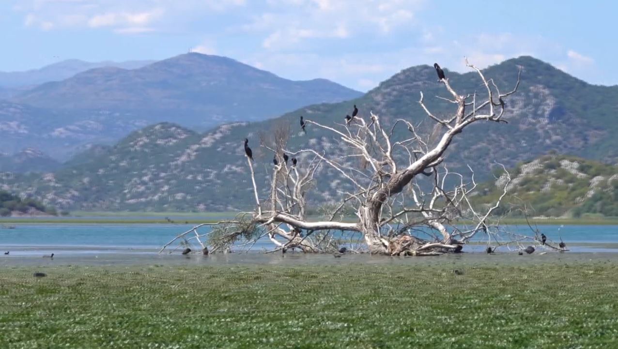 Shkodra ka më pak shpendë/ Ndërtimet, klima dhe gjuetia e paligjshme po i shfaros