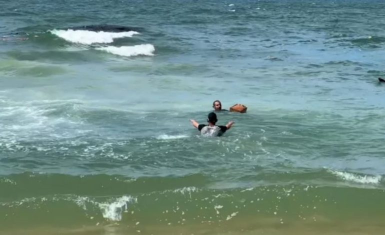 Pakot me ndihma përfundojnë në det, mbyten 12 palestinezë të uritur dhe që nuk dinin not