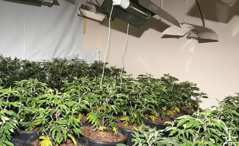 Emrat/ Kur ‘fati nuk të ndihmon’! Arreston 3 shqiptarë në Angli, u kapën gabimisht në ‘shtëpi bari’… s’kishin paguar dritat