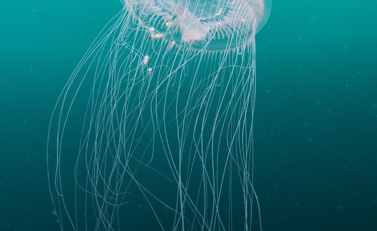 Ja çfarë duhet të dini rreth kandilave të detit