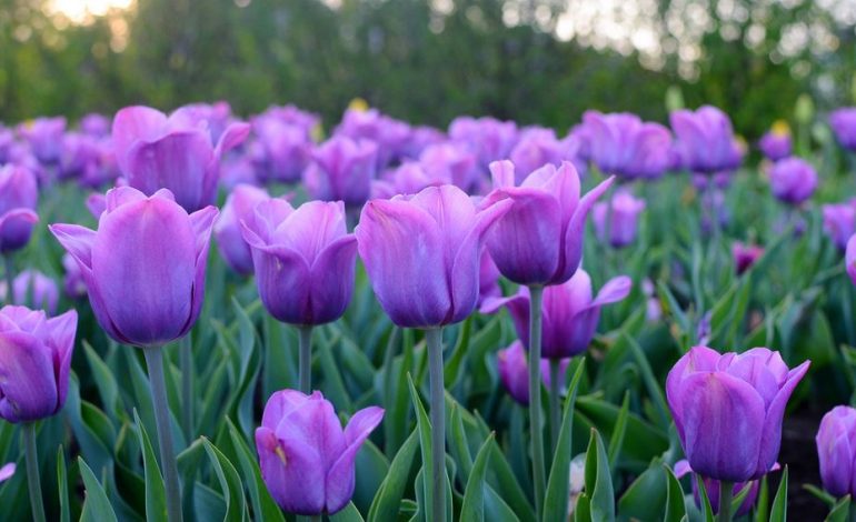 Simbolika e luleve të Ditës së Gruas