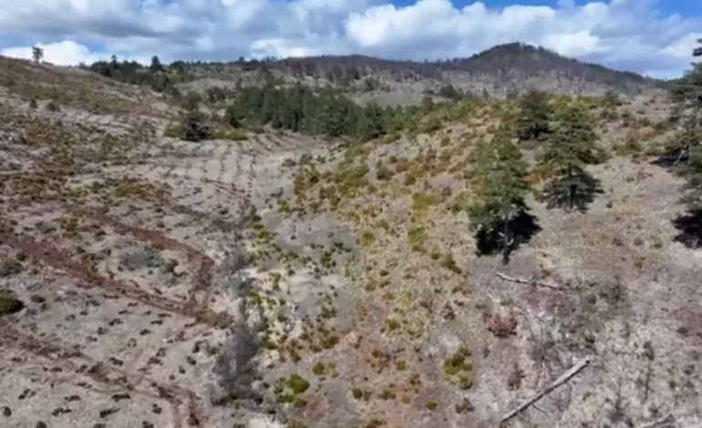 Sot dita Ndërkombëtare e Pyjeve, mbillen 21 hektarë tokë në Voskopojë! Rama: 40 mijë fidanë për të rehabilituar zonën e dëmtuar nga zjarret