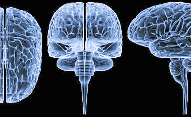 A Ndikon Stili Jetesës Tek Plakja e Trurit – Çfarë Duhet të Dini