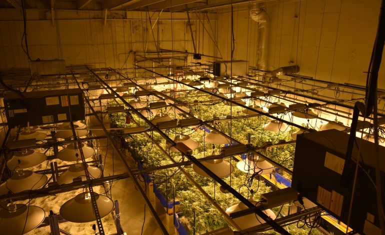 Hijet e rekrutimit të emigrantëve shqiptarë në industrinë e kanabisit