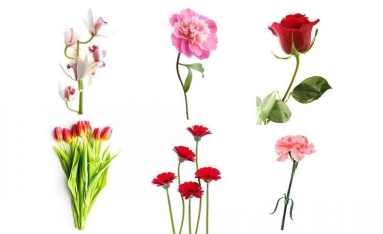 Zgjidhni një lule dhe zbuloni se çfarë thotë ajo për karakterin tuaj!