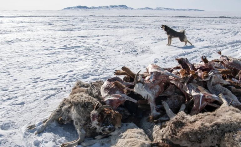 Dimri më i ashpër në Mongoli në gjysmë shekulli, rreth pesë milionë kafshë të ngordhura! Banorët probleme në furnizimin me ushqime
