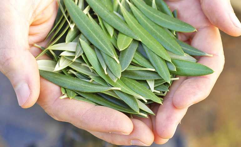 Gjethet e Ullirit – Mënyrat e Përdorimit për Shëndetin e Zemrës dhe të Trurit