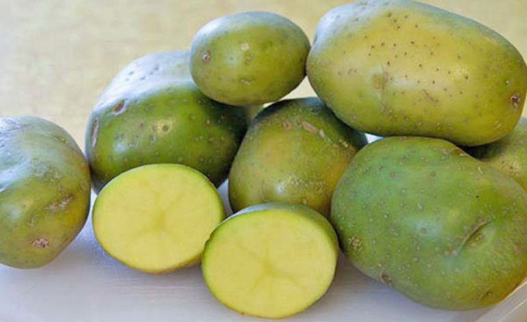 Patatet Jeshile – Si të Dallojmë Nëse Janë Helmuese dhe a Duhen Konsumuar