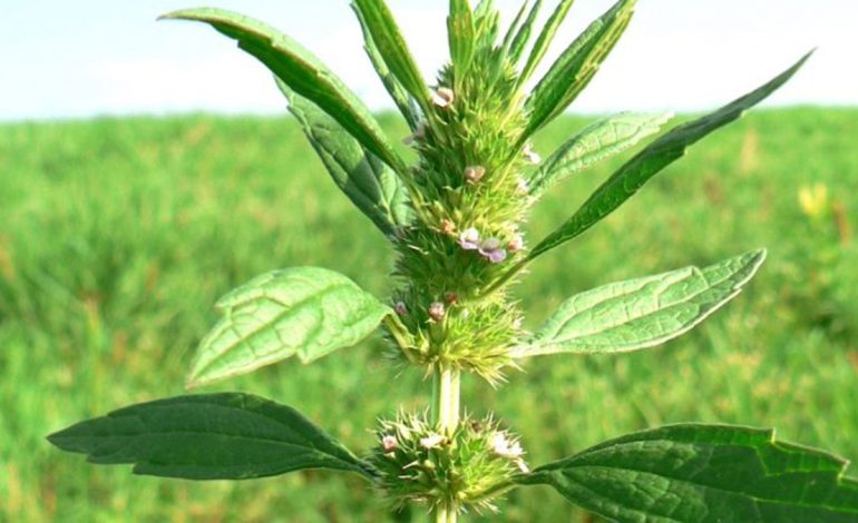 Luani i Zemrës, Bima Mbrojtëse e Jetës