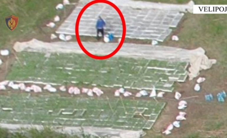 Sekuestrohen mbi 37 mijë kubikë me fara dhe fidanë kanabisi, arrestohet një 38-vjeçar, në kërkim bashkëpunëtori