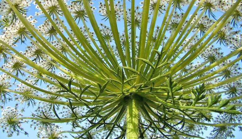 Lulet dhe Rrënjët Mirëbërëse të Karrotës së Egër për Veshkat