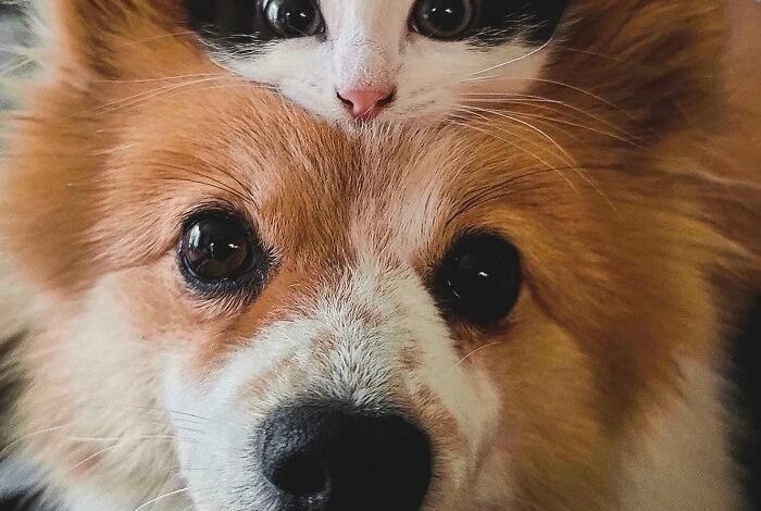 Kroacia miraton ligjin, kush braktis kafshët shkon në burg