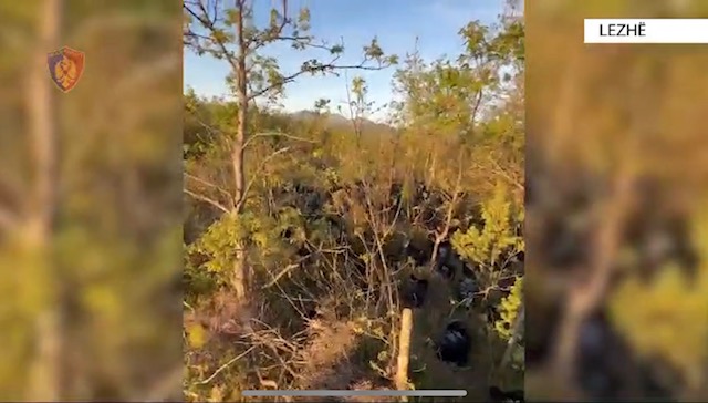 Kanabis në stan, arrestohet vëllai i deputetit socialist dhe dy të tjerë